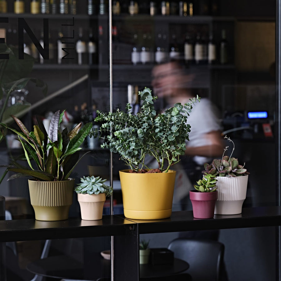 Vasi colorati con piante da interno e succulente su mensola nera in ambiente moderno.