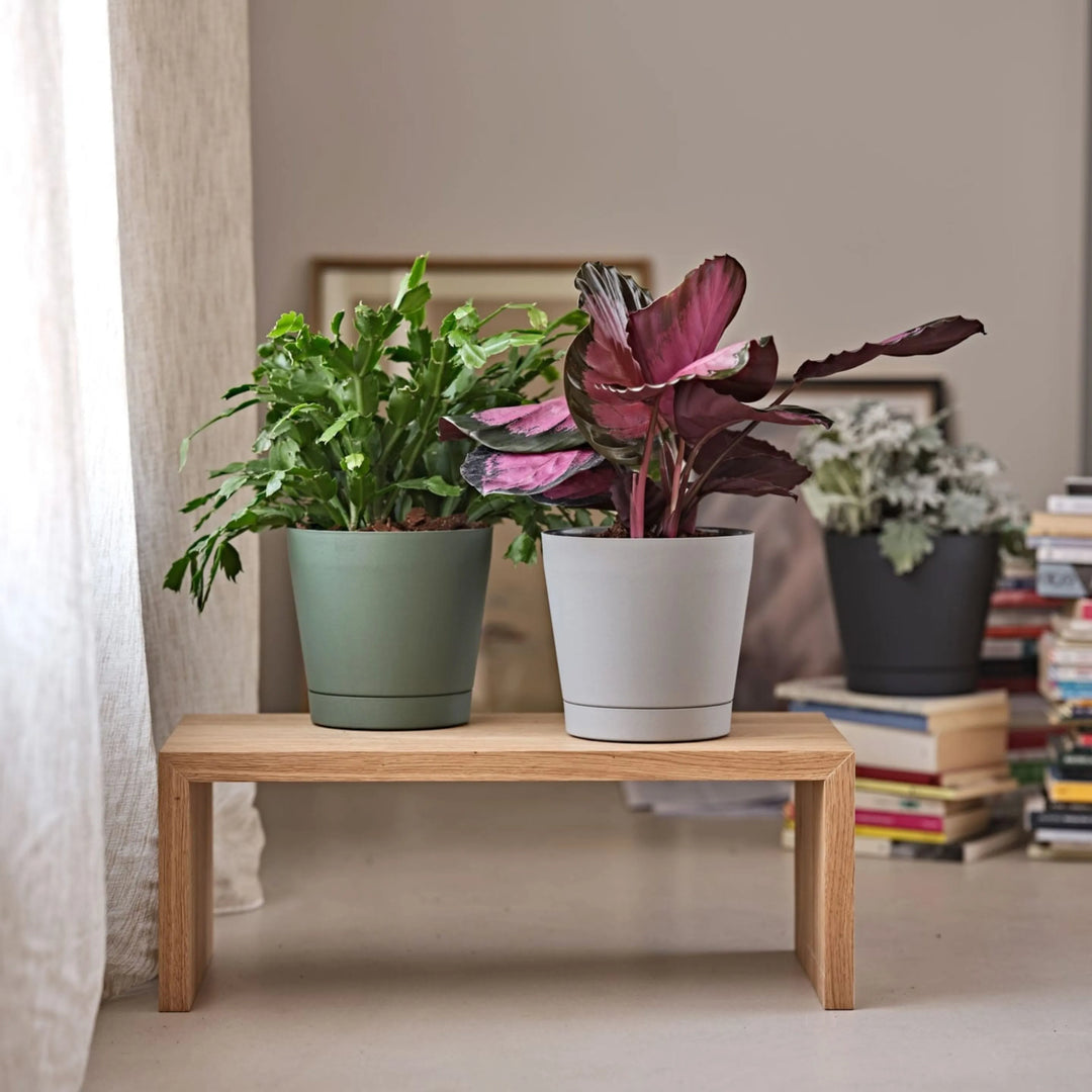Vasi colorati con piante da interno su panca in legno