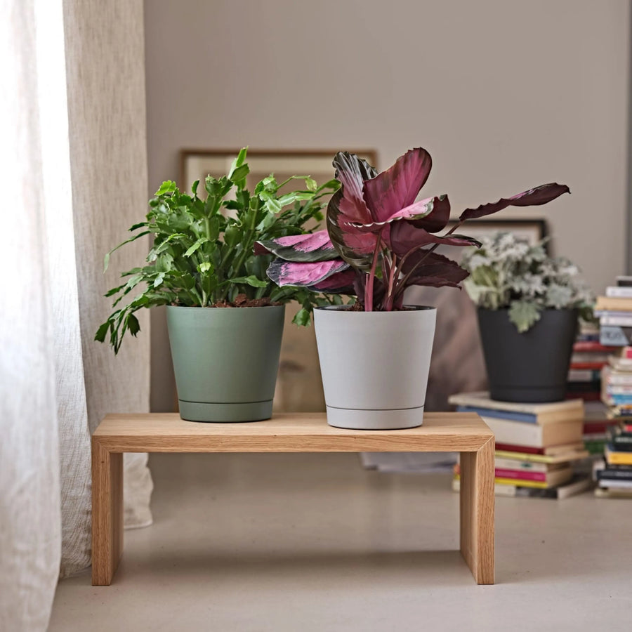 Vasi colorati con piante da interno su panca in legno