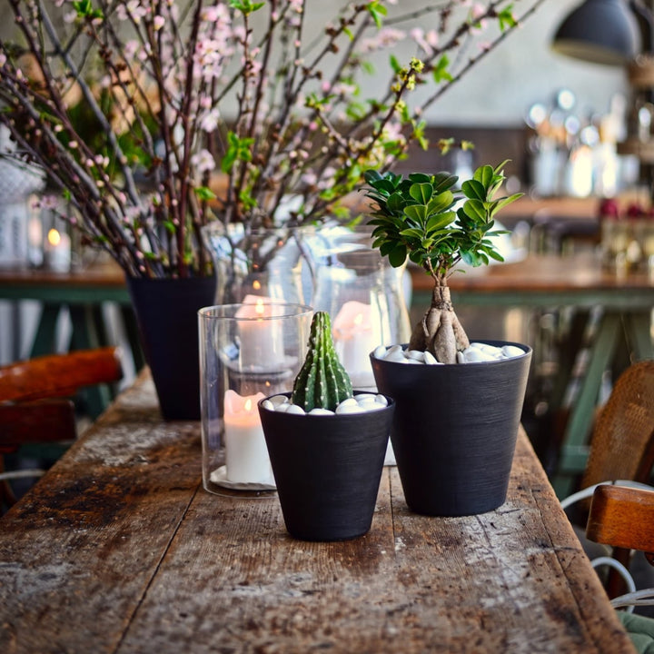 Vasi neri con cactus e bonsai su tavolo in legno, decorazione da interno elegante.