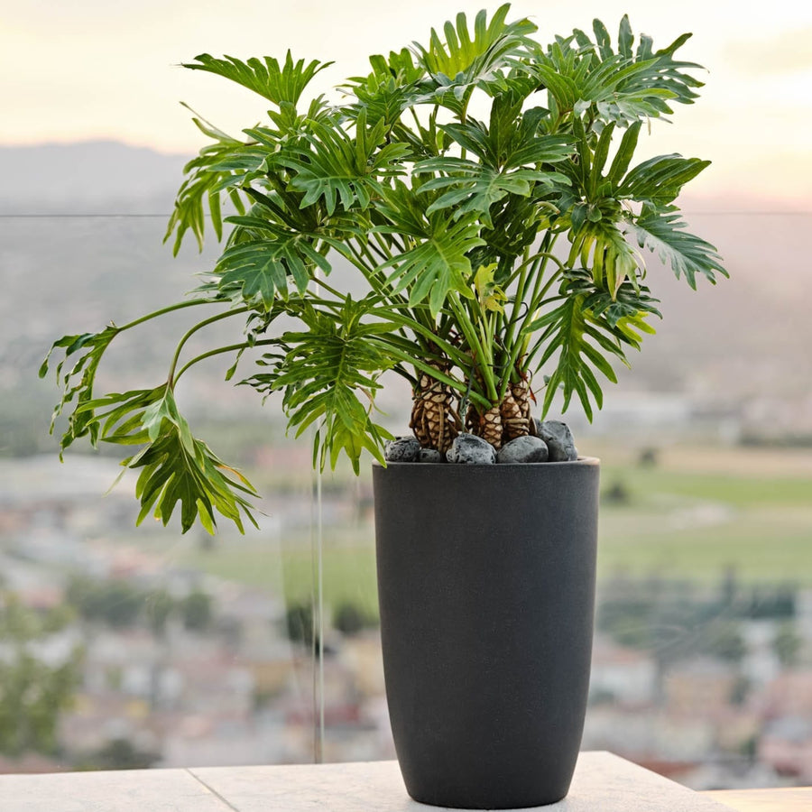 Vaso alto moderno in plastica nera con pianta tropicale su terrazzo panoramico – design elegante per spazi outdoor.