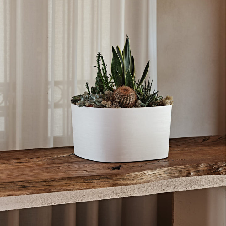 Composizione di cactus e succulente in vaso bianco opaco su tavolo in legno rustico.