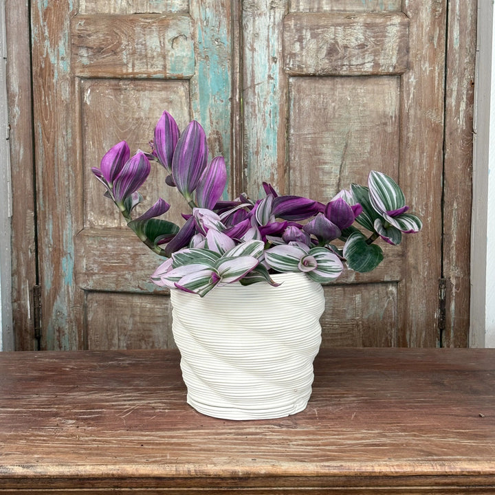 Vaso artigianale Terra&Sole in argilla bianca con pianta a foglie viola e verdi, posizionato su tavolo rustico con sfondo in legno vintage.