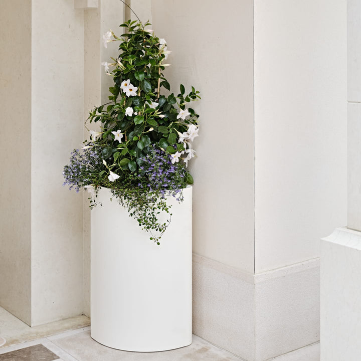 Vaso cilindrico bianco con fiori rampicanti e ricadenti.