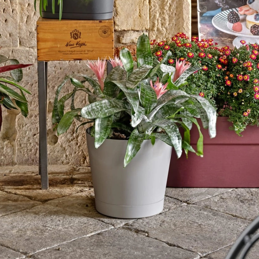 Vaso grigio con Aechmea in fiore e foglie variegate in esterno