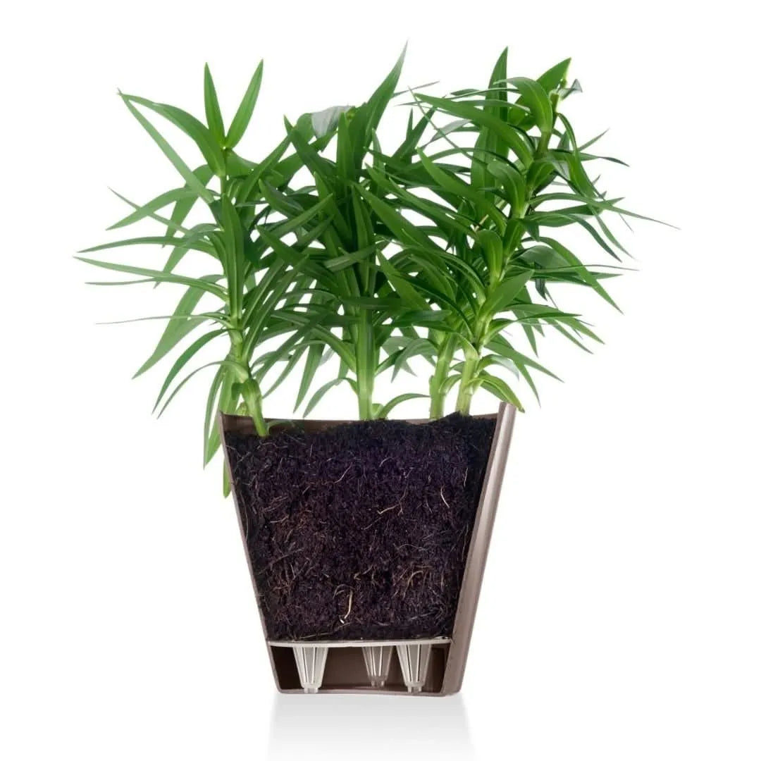 Vaso estoril con riserva d'acqua - i Giardini di Giulia