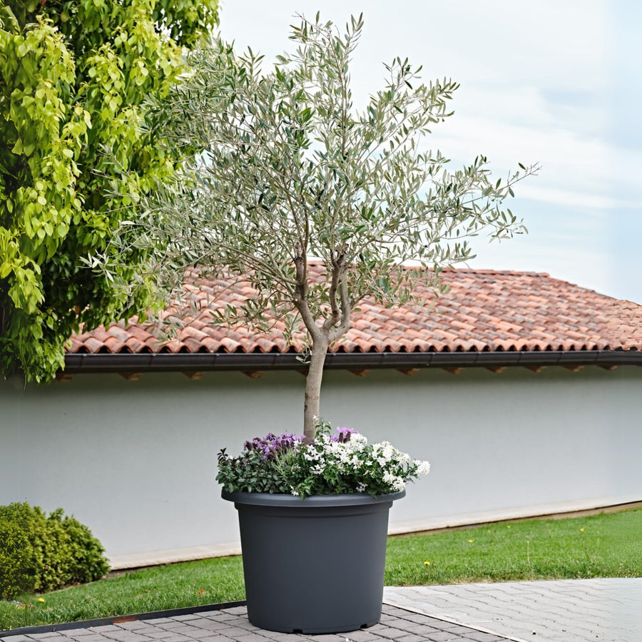 Vaso grande da esterno in plastica nera con albero di ulivo e composizione di fiori bianchi e viola, ideale per terrazze e giardini.