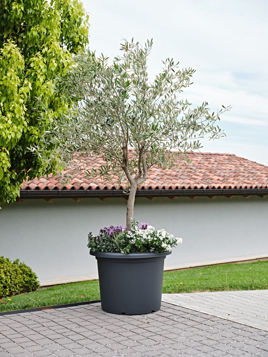 Vaso Menfi - i Giardini di Giulia