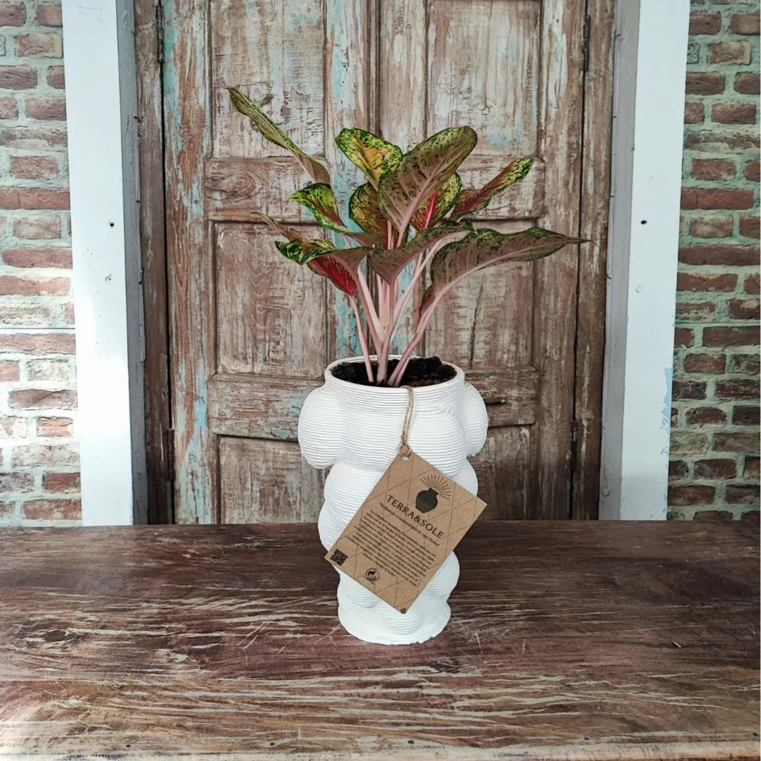 Vaso Mombay Terra&Sole utilizzato come cache-pot decorativo con pianta da interno