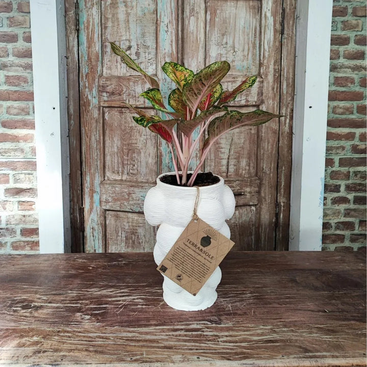 Vaso Mombay Terra&Sole utilizzato come cache-pot decorativo con pianta da interno