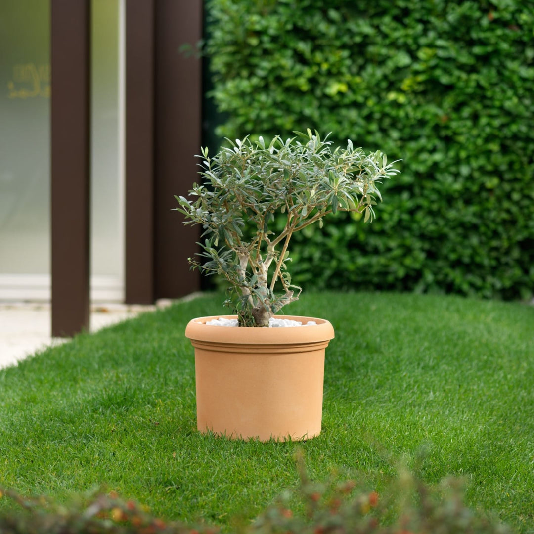 Vaso rotondo color terracotta con ulivo nano decorato da ciottoli bianchi, posizionato su prato verde curato con siepe sullo sfondo.