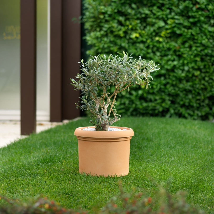 Vaso rotondo color terracotta con ulivo nano decorato da ciottoli bianchi, posizionato su prato verde curato con siepe sullo sfondo.