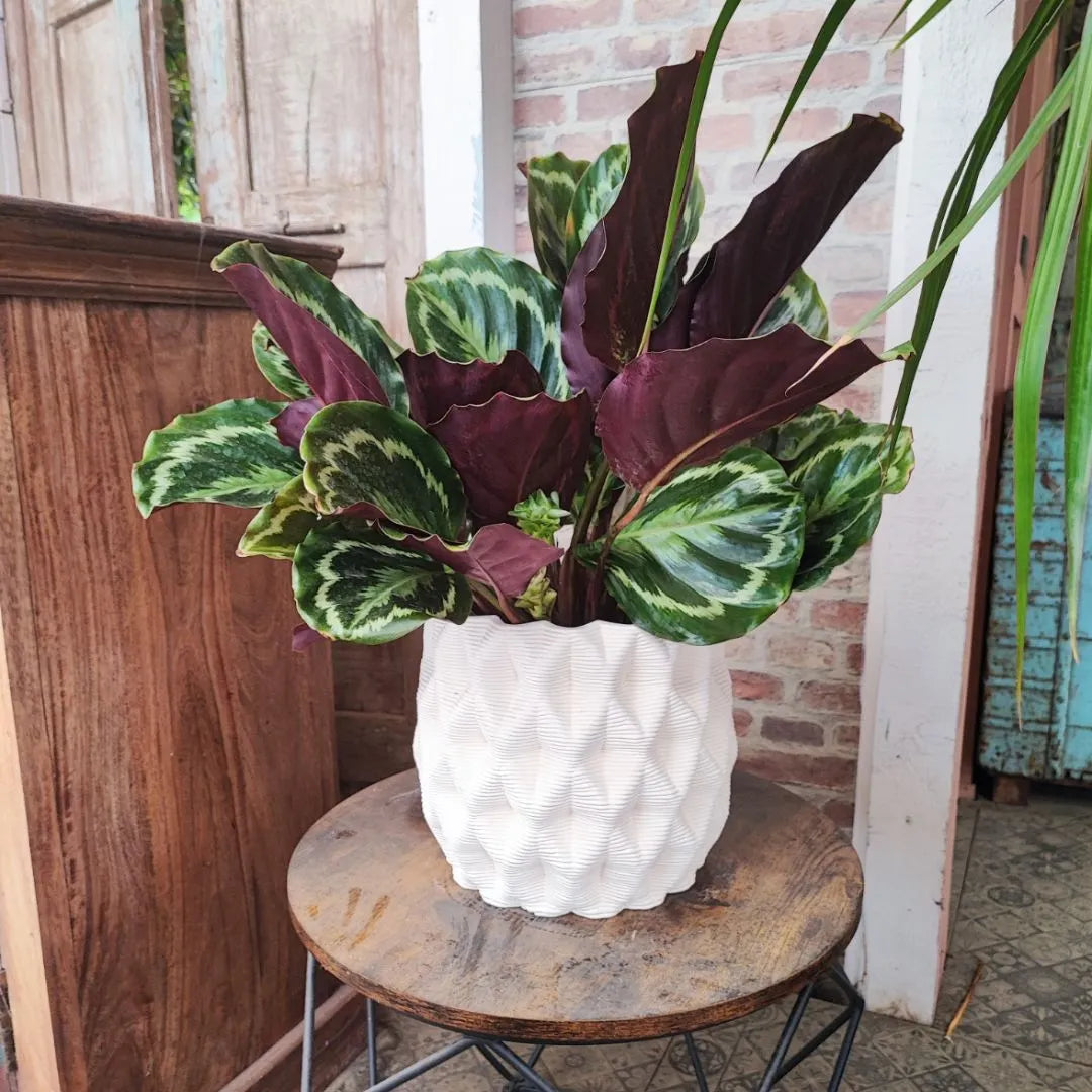 Vaso Rua medio Terra&Sole con Calathea foglie verdi e viola in ambiente interno