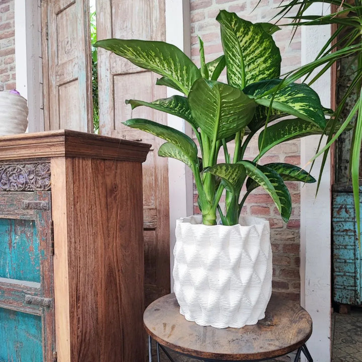 Vaso Rua grande Terra&Sole con pianta Dieffenbachia, arredo verde da interni