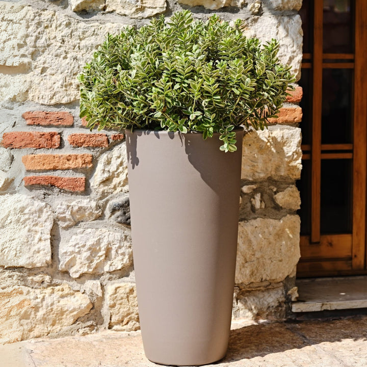 Vaso da esterno taupe con pianta sferica sempreverde, posizionato davanti a parete in pietra e legno.