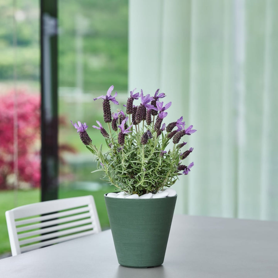 Vaso verde con lavanda, decorazione da balcone o tavolo da esterno.