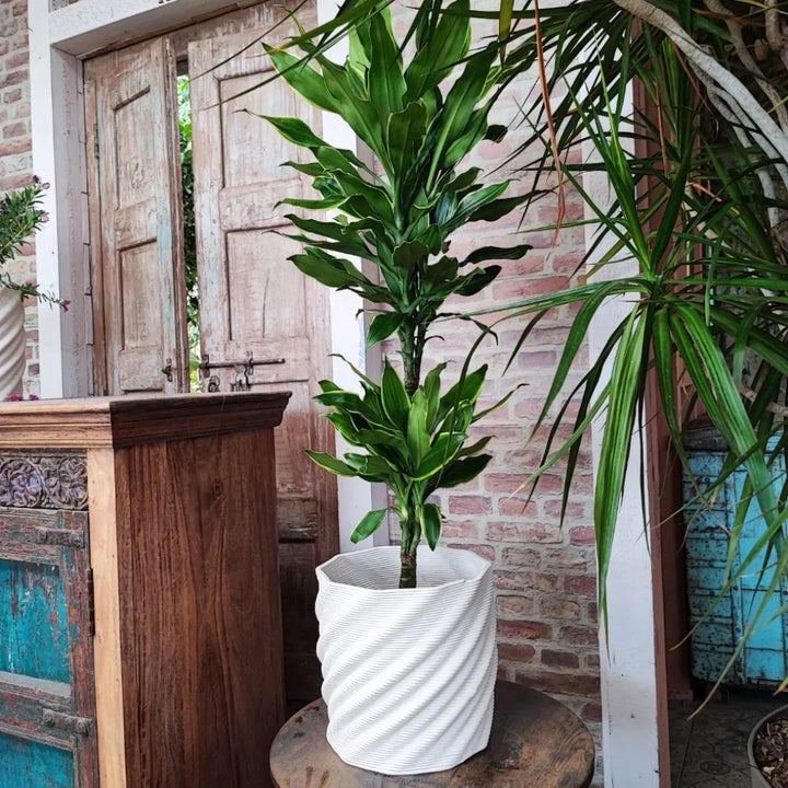 Vaso Cadice in argilla bianca naturale con design a spirale, ideale per piante da interno, Collezione Terra&Sole.