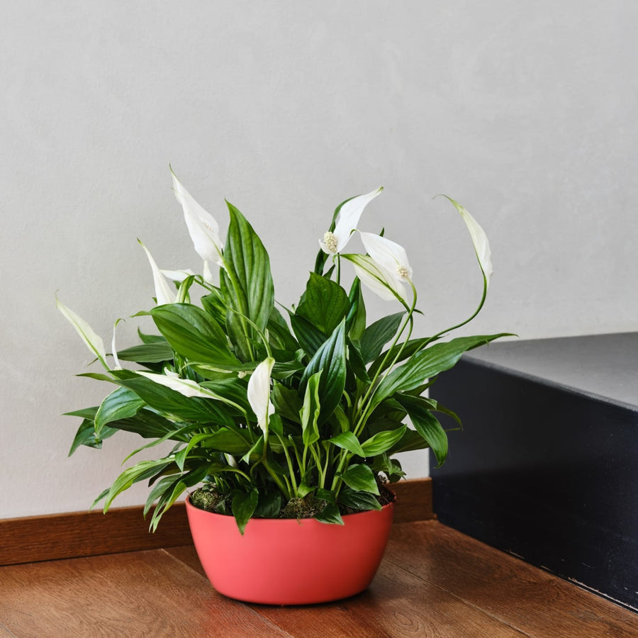 Pianta di Spathiphyllum in fiore, sistemata in vaso color corallo, su pavimento in legno vicino a scala nera in ambiente interno.