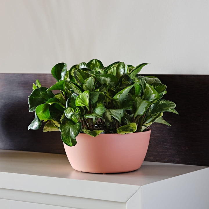 Pianta di Epipremnum verde in vaso tondo color rosa antico, posizionata su mobile bianco in un ambiente moderno e minimalista.
