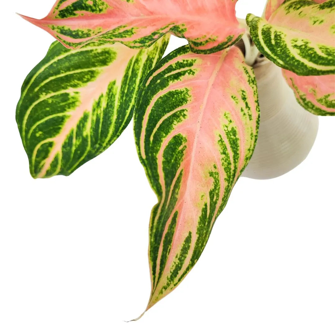 Dettaglio ravvicinato delle foglie variegate dell’Aglaonema Pink Sunset con sfumature rosa e verdi.