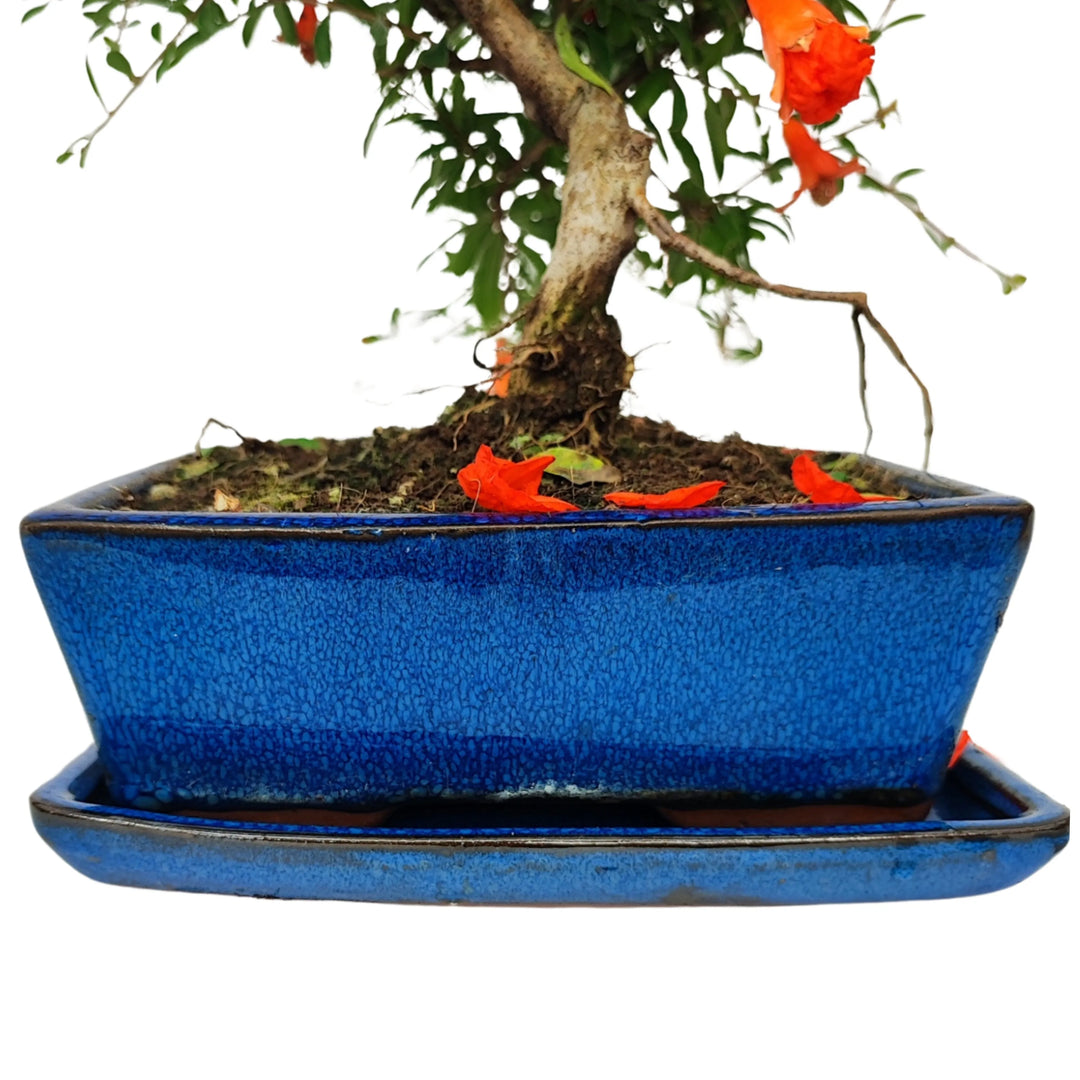 Vaso smaltato blu con sottovaso coordinato, base bonsai Punica granatum nana con petali rossi caduti
