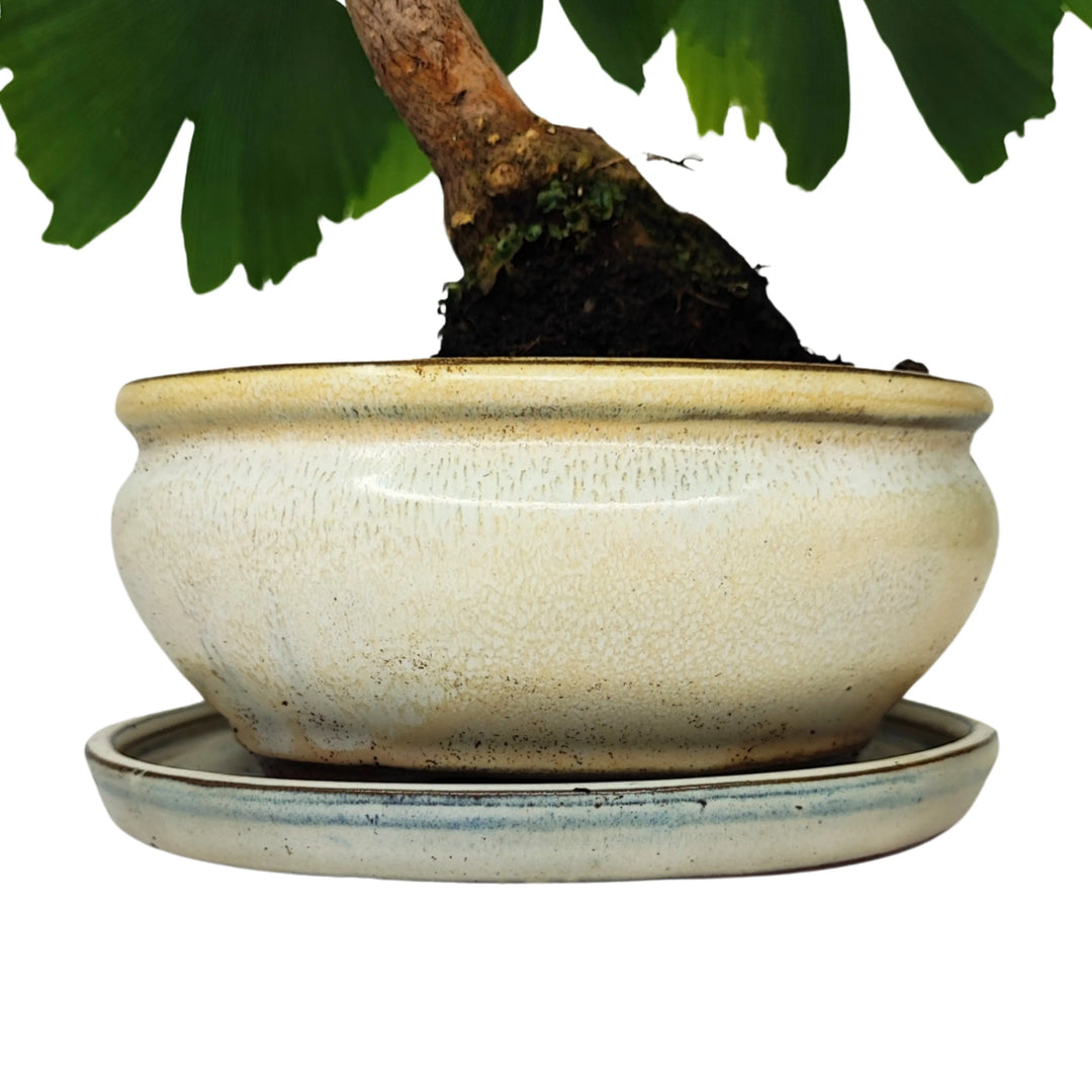 Vaso tondo in terracotta smaltata con sottovaso coordinato, base di bonsai Ginkgo biloba da interno

