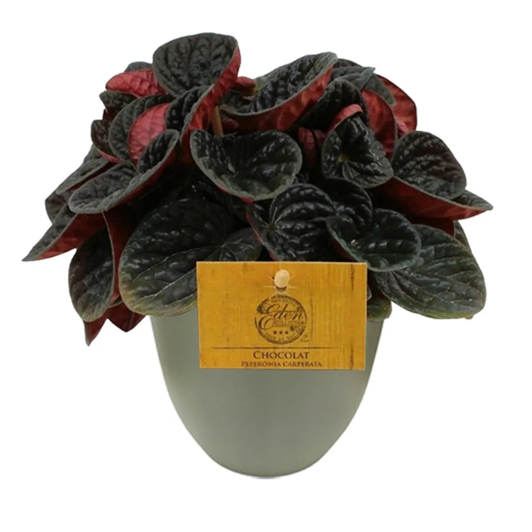 Peperomia Chocolat in vaso - i Giardini di Giulia 