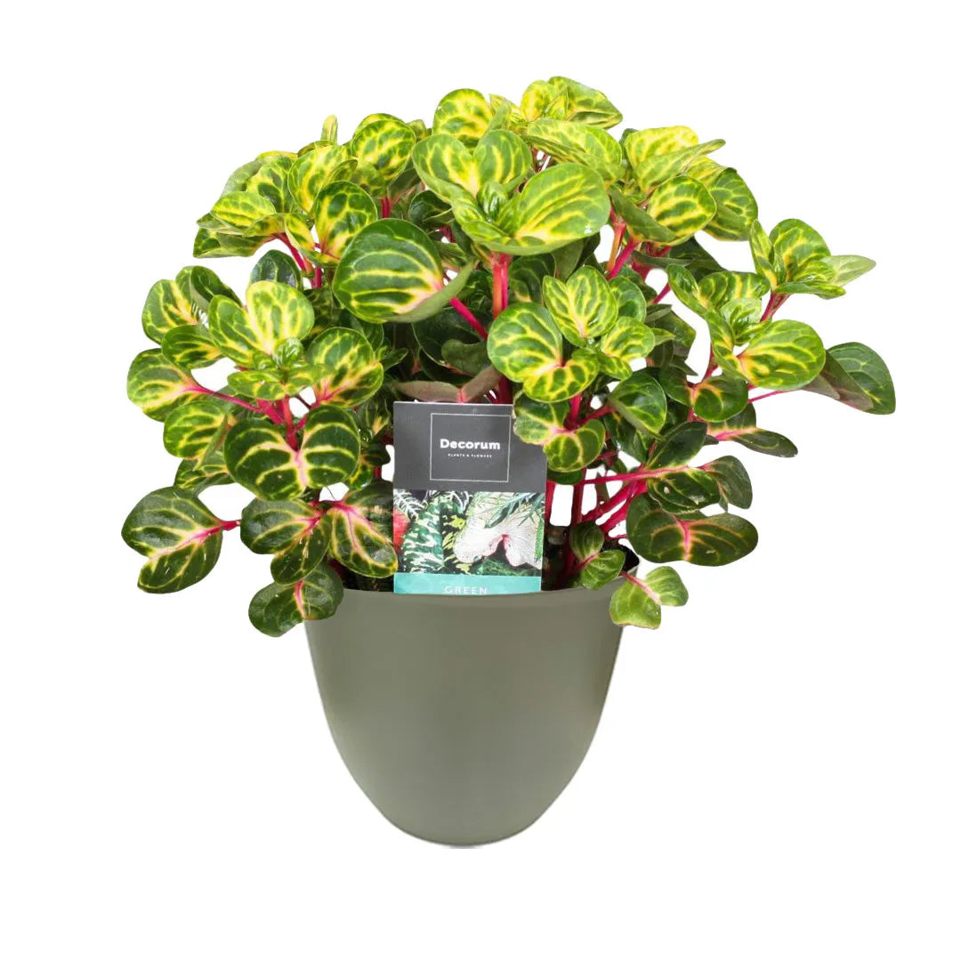 Iresine Rich Funnygo - i Giardini di Giulia 