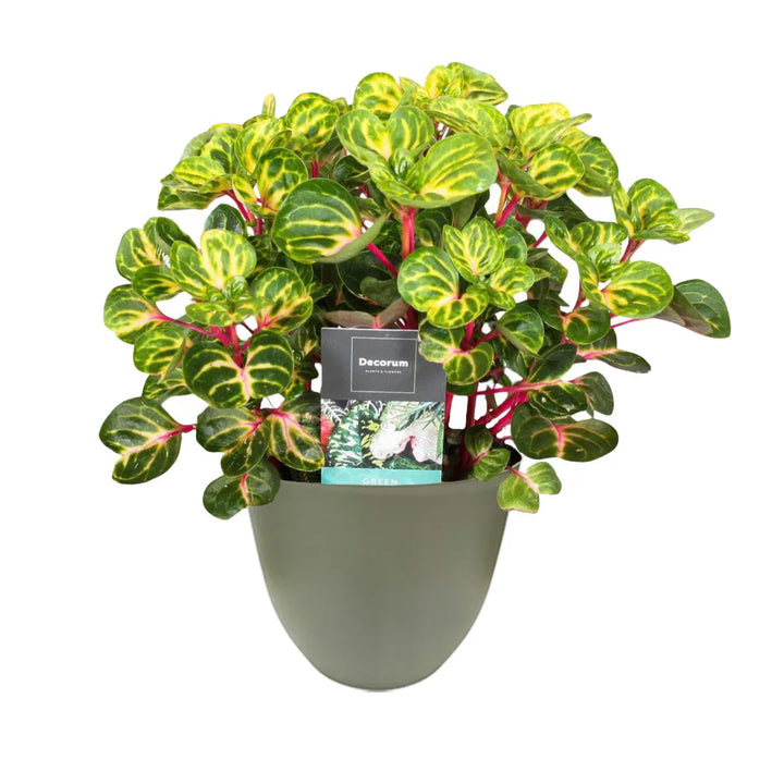 Iresine Rich Funnygo - i Giardini di Giulia 