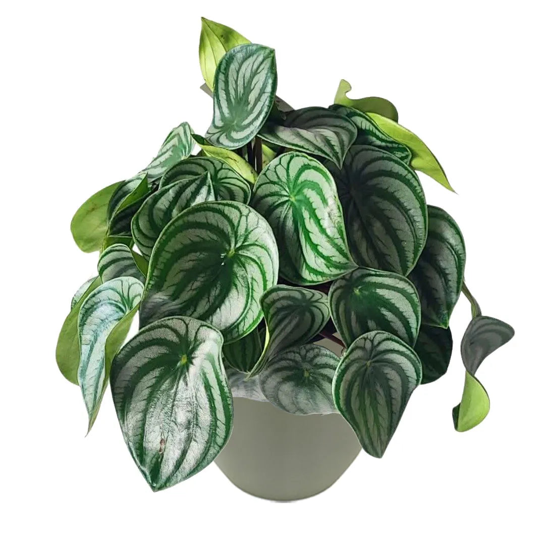 Peperomia argyreia - i Giardini di Giulia 