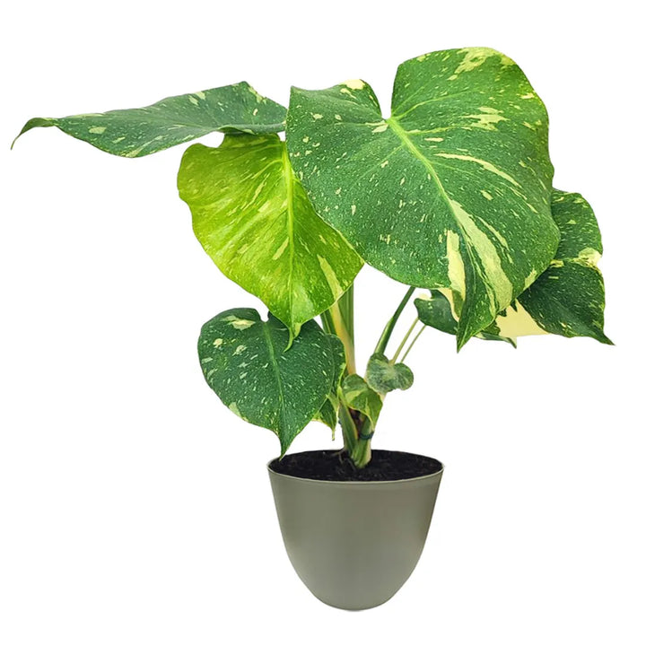 Monstera Thai Constellation Altezza 65 cm. - i Giardini di Giulia 