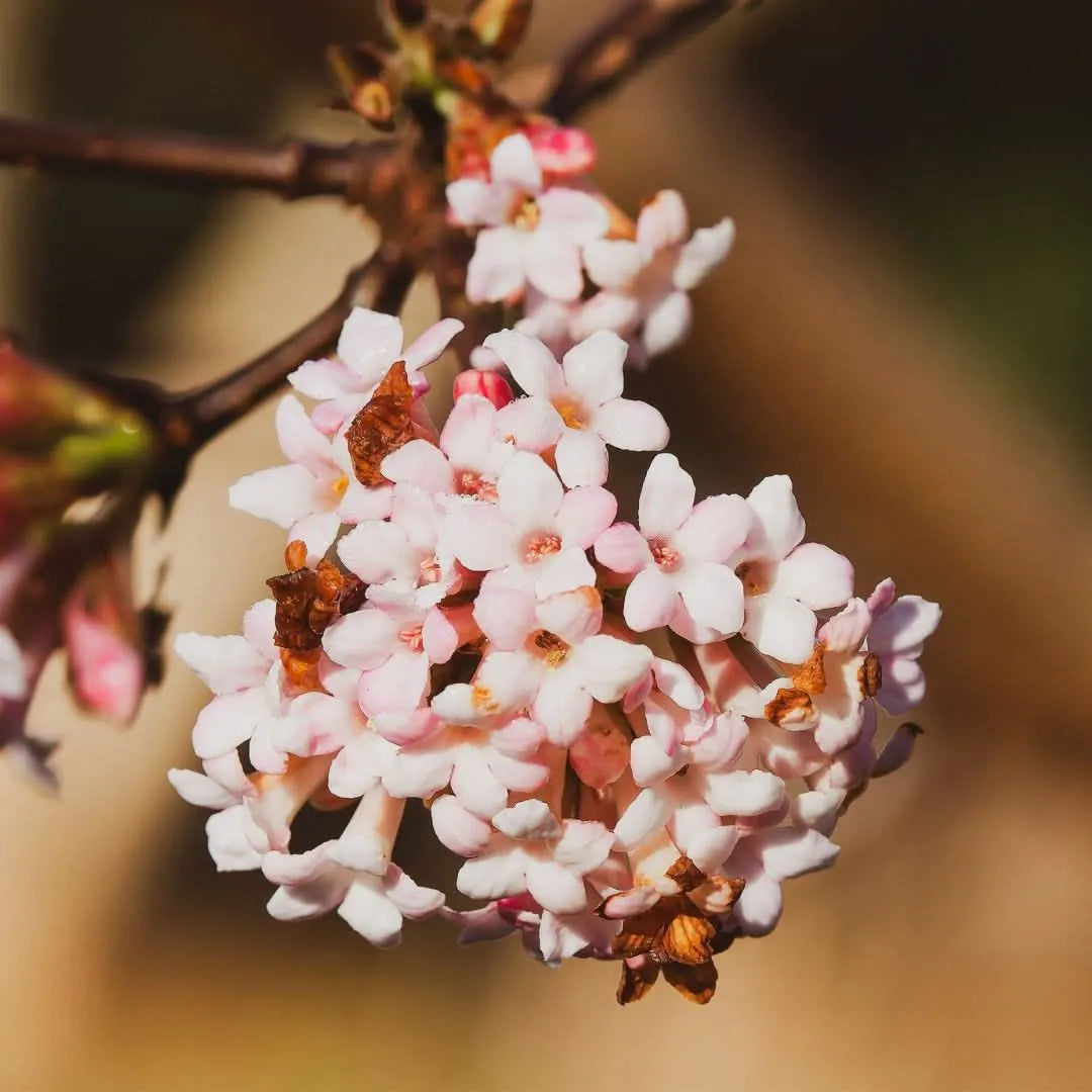 Primo piano dei fiori rosa profumati del Viburnum Fragrans in fiore – I Giardini di Giulia