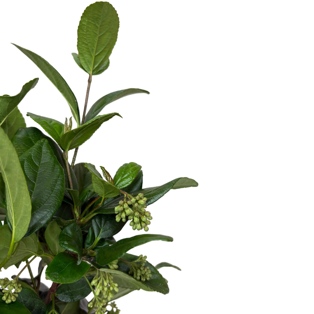 Dettaglio del fogliame lucente e dei boccioli del Viburnum Fragrans – I Giardini di Giulia