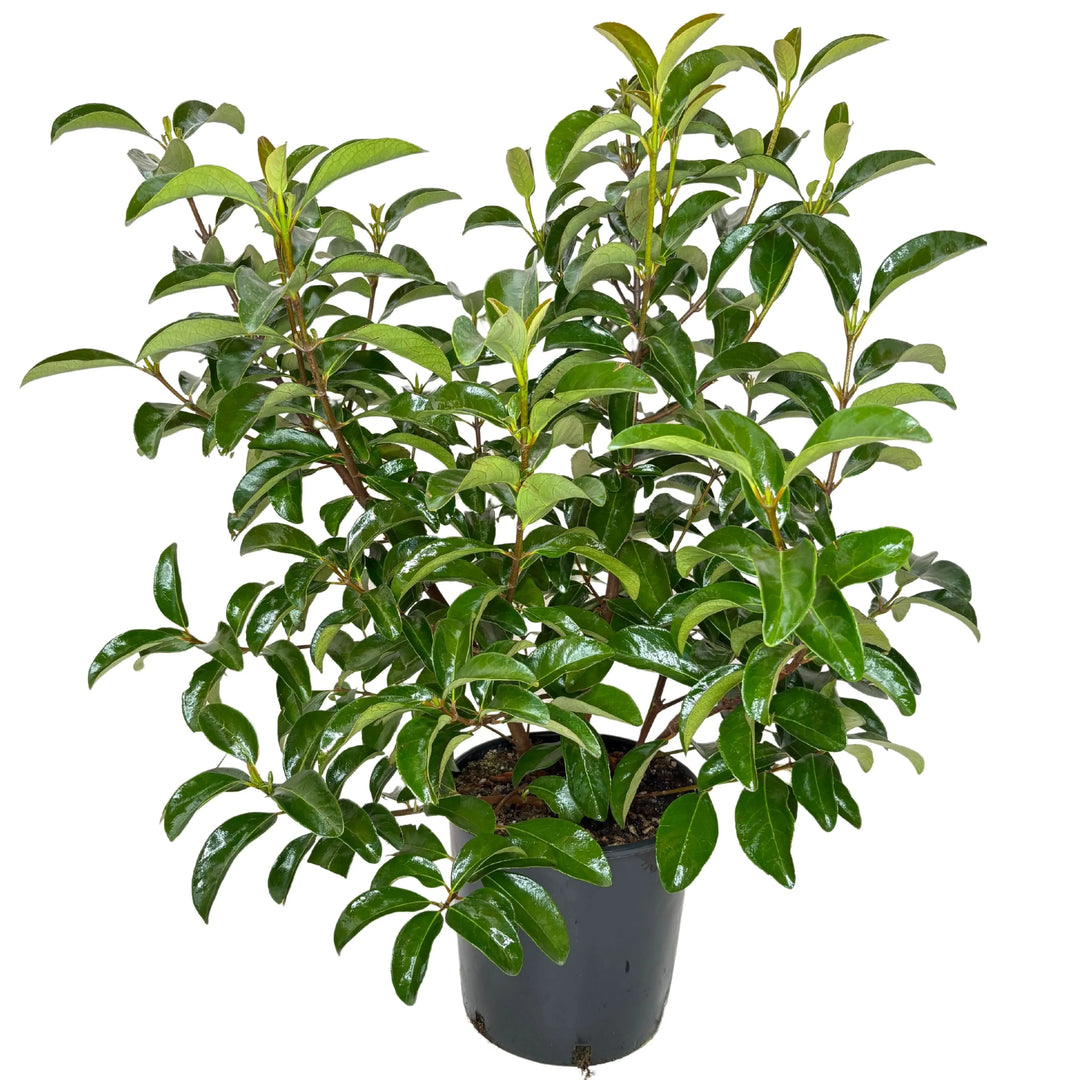 Viburnum Lucido in vaso da 26 cm, pianta sempreverde con foglie lucide

