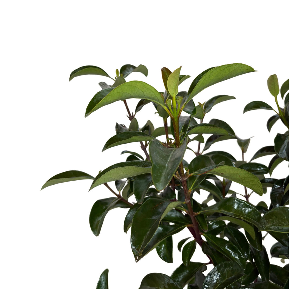 Dettaglio foglie brillanti del Viburnum Lucido in vaso

