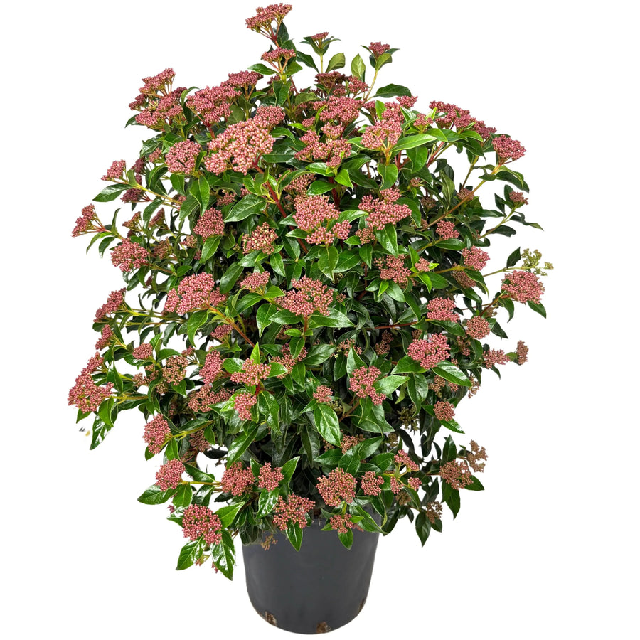 Pianta di Viburnum Tinus in vaso nero da 24 cm, altezza 80 cm, con foglie verdi lucide e boccioli rosa

