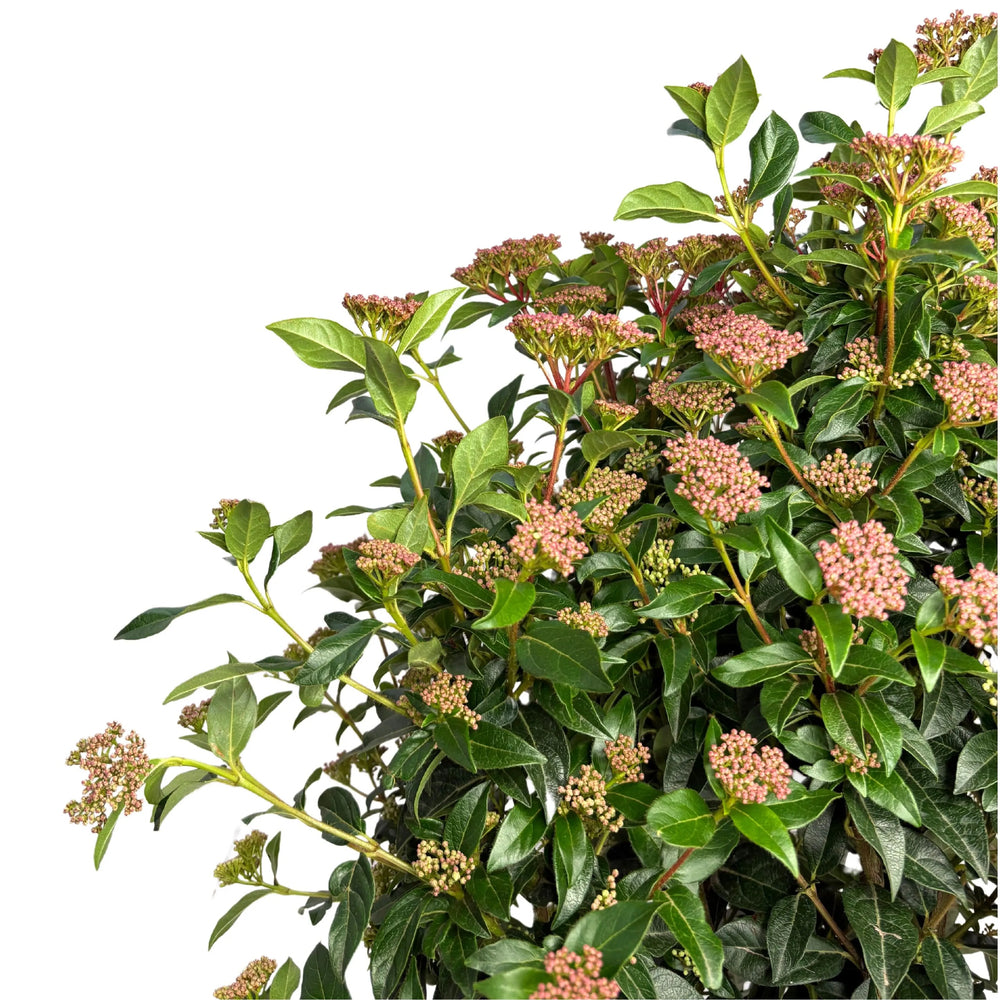 Dettaglio delle infiorescenze rosa del Viburnum Tinus e foglie sempreverdi lucide

