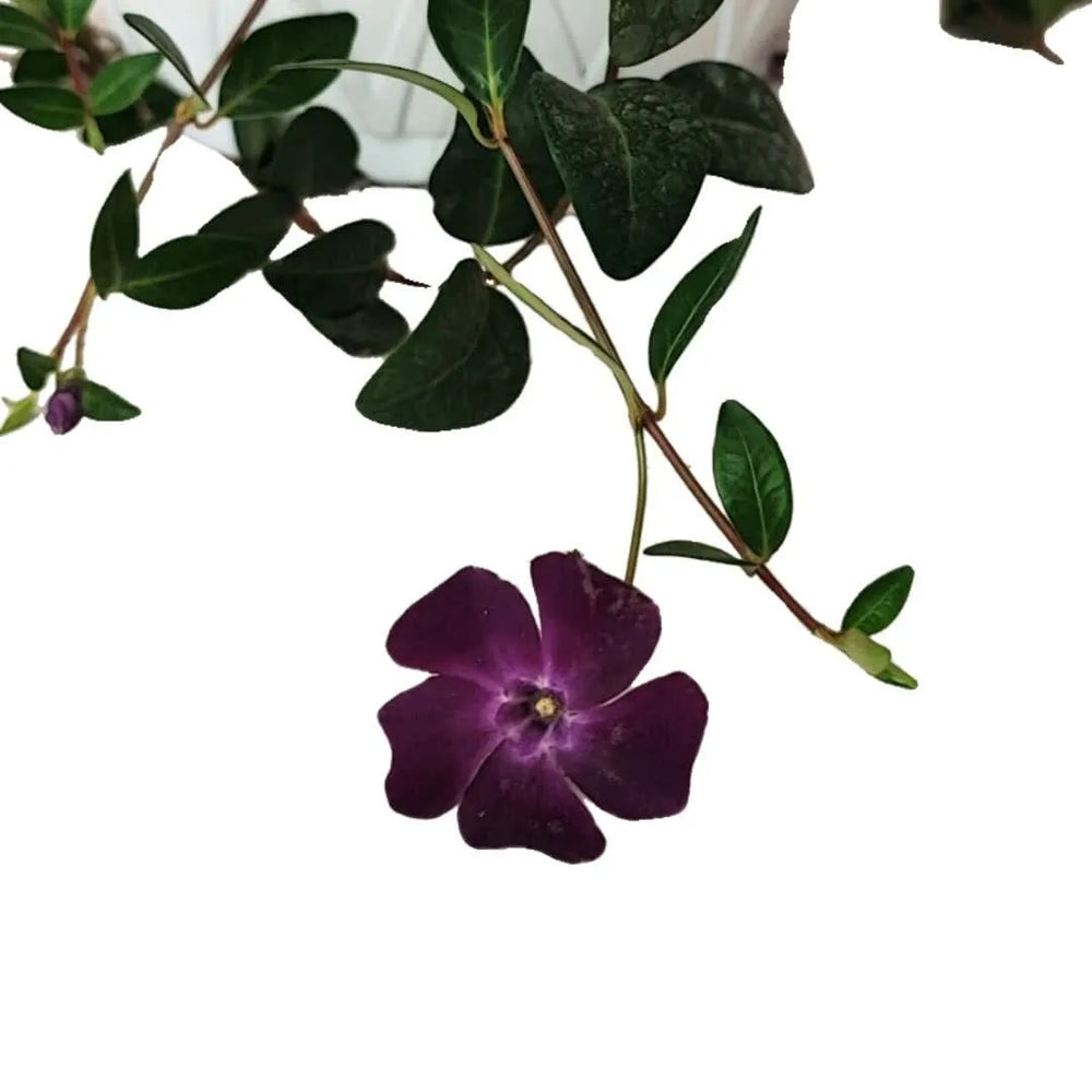 Dettaglio fiore viola della Vinca Minor, pianta sempreverde da esterno in fioritura


