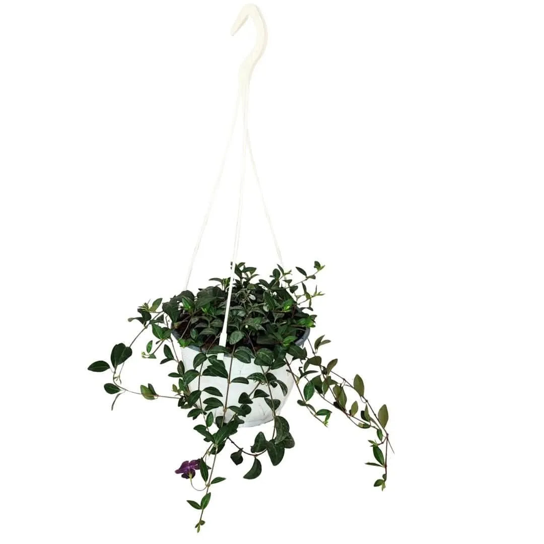 Vinca Minor in basket bianco da 19 cm, pianta tappezzante ricadente con foglie verdi e portamento compatto

