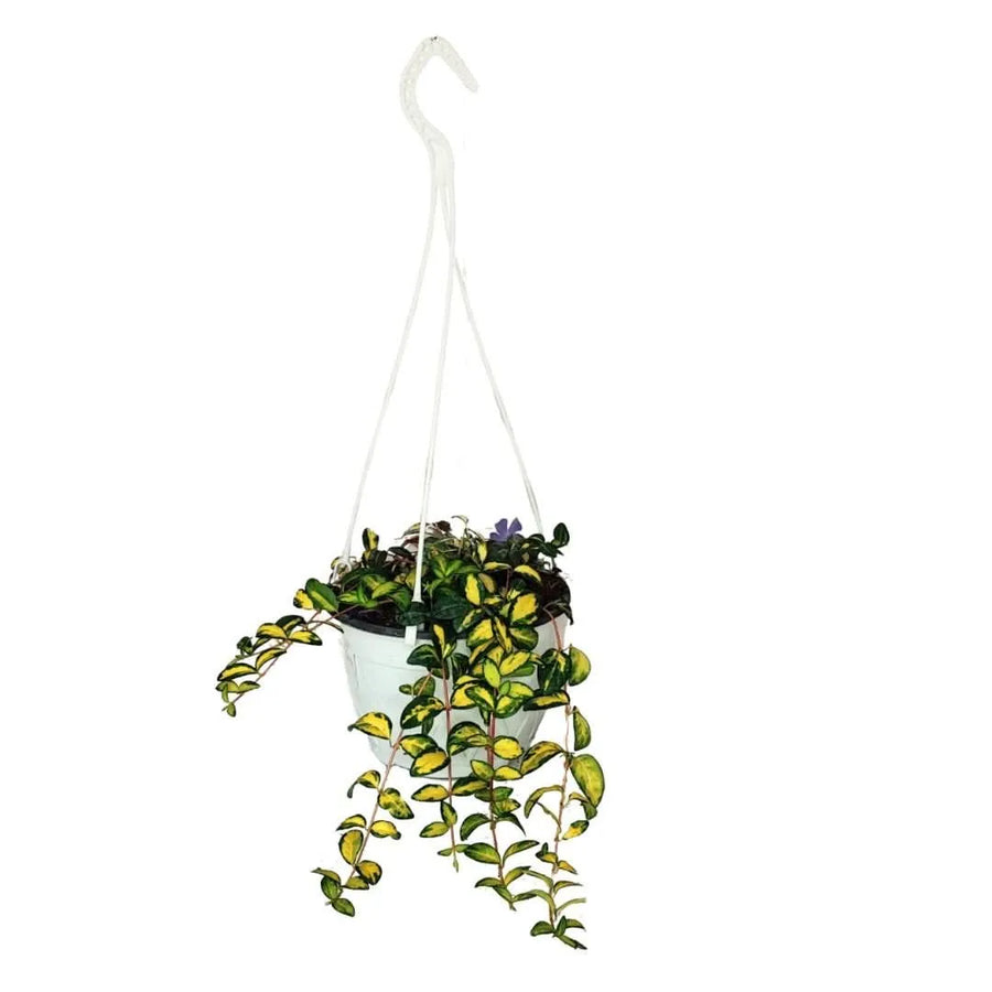 Pianta di Vinca Minor Variegata in basket sospeso Ø19 cm
