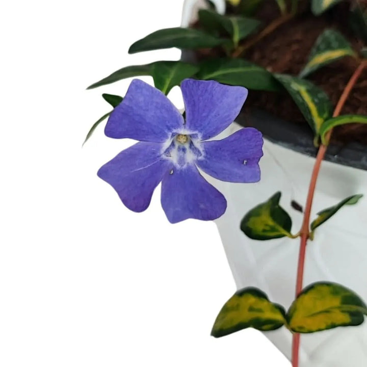 Fiore lilla della Vinca Minor Variegata

