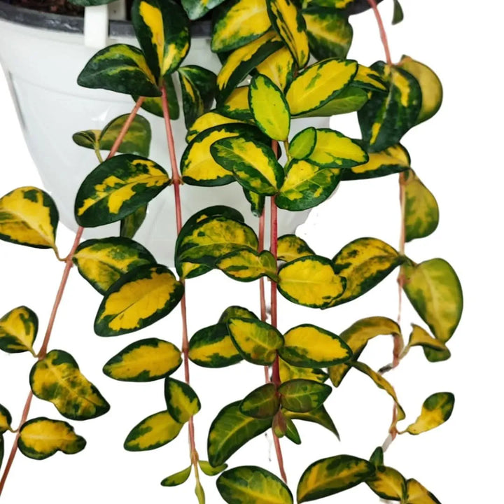 Fogliame variegato verde e crema della Vinca Minor