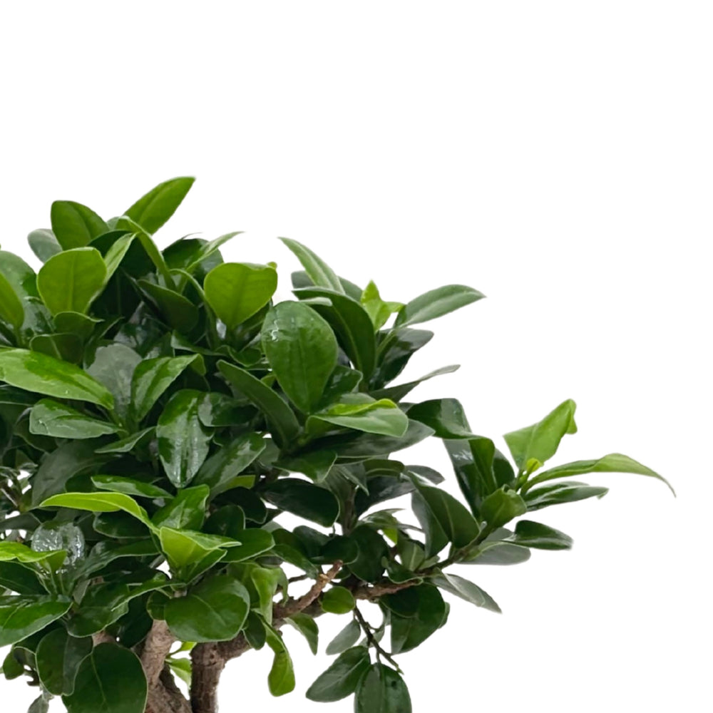 Primo piano della chioma verde lucida del bonsai Ficus Ginseng

