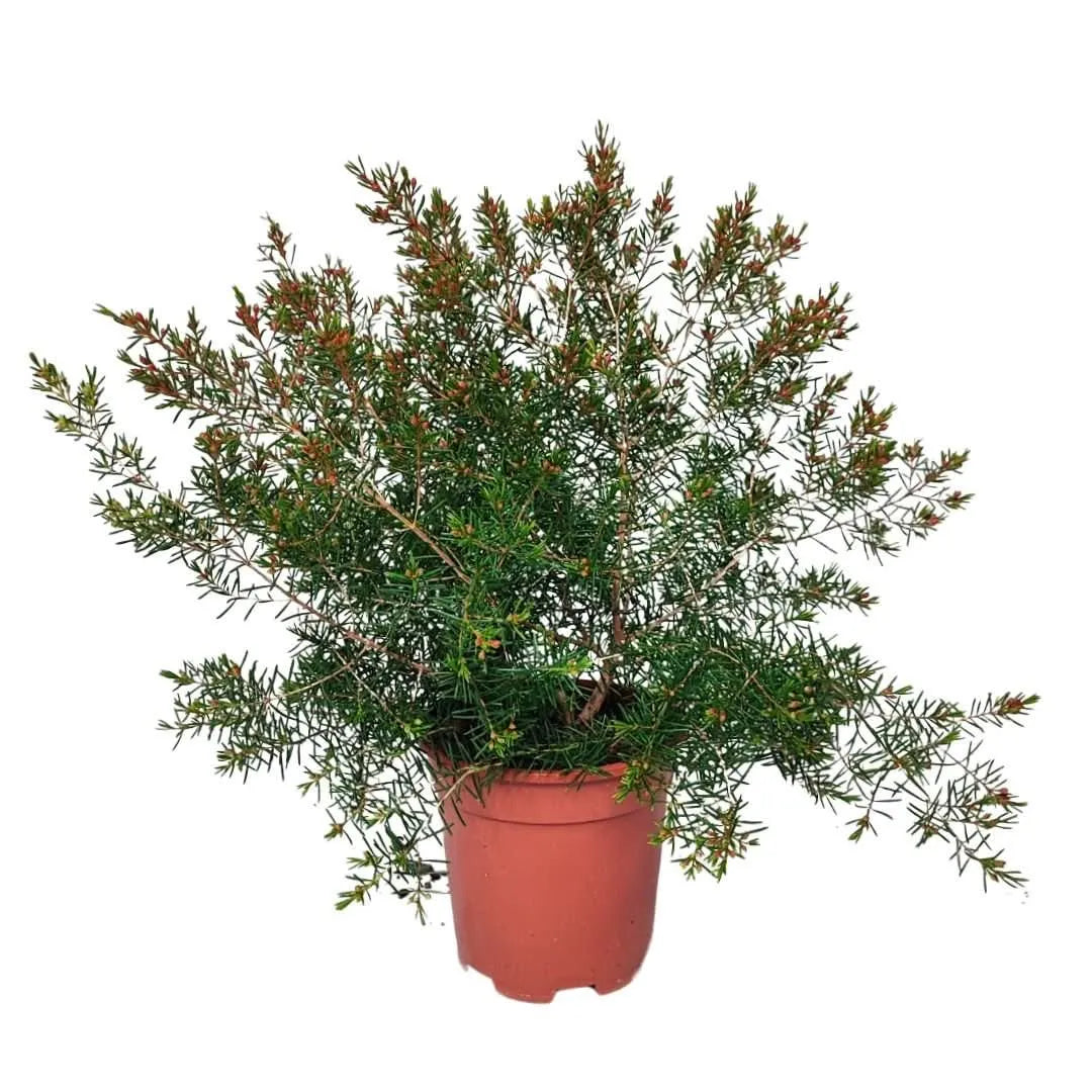 Wax Flower in vaso Ø14 cm, pianta compatta con fogliame fitto