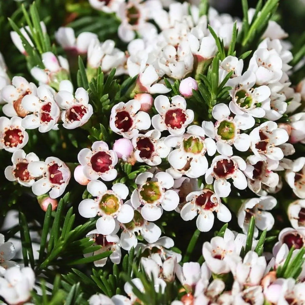 Primo piano fioritura Wax Flower, fiori cerosi bianchi con centro rosa