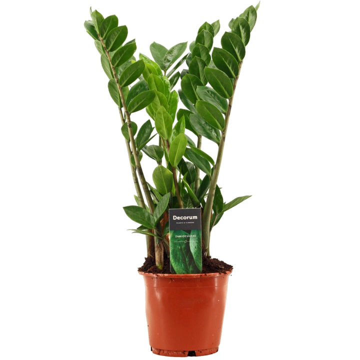 Zamioculcas Zamiifolia D. 14 cm H. 45 cm - i Giardini di Giulia