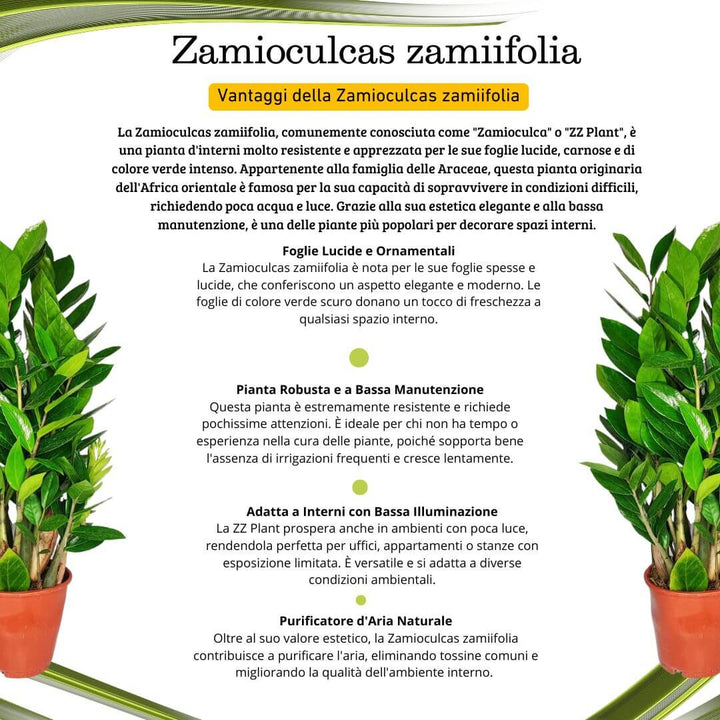 Zamioculcas zamiifolia - i Giardini di Giulia